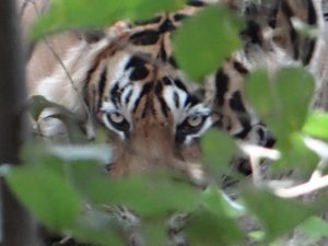 Rajasthan Tours